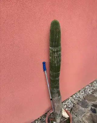Kaktus