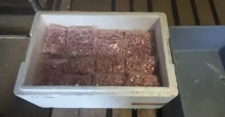 Myši mražene i živé