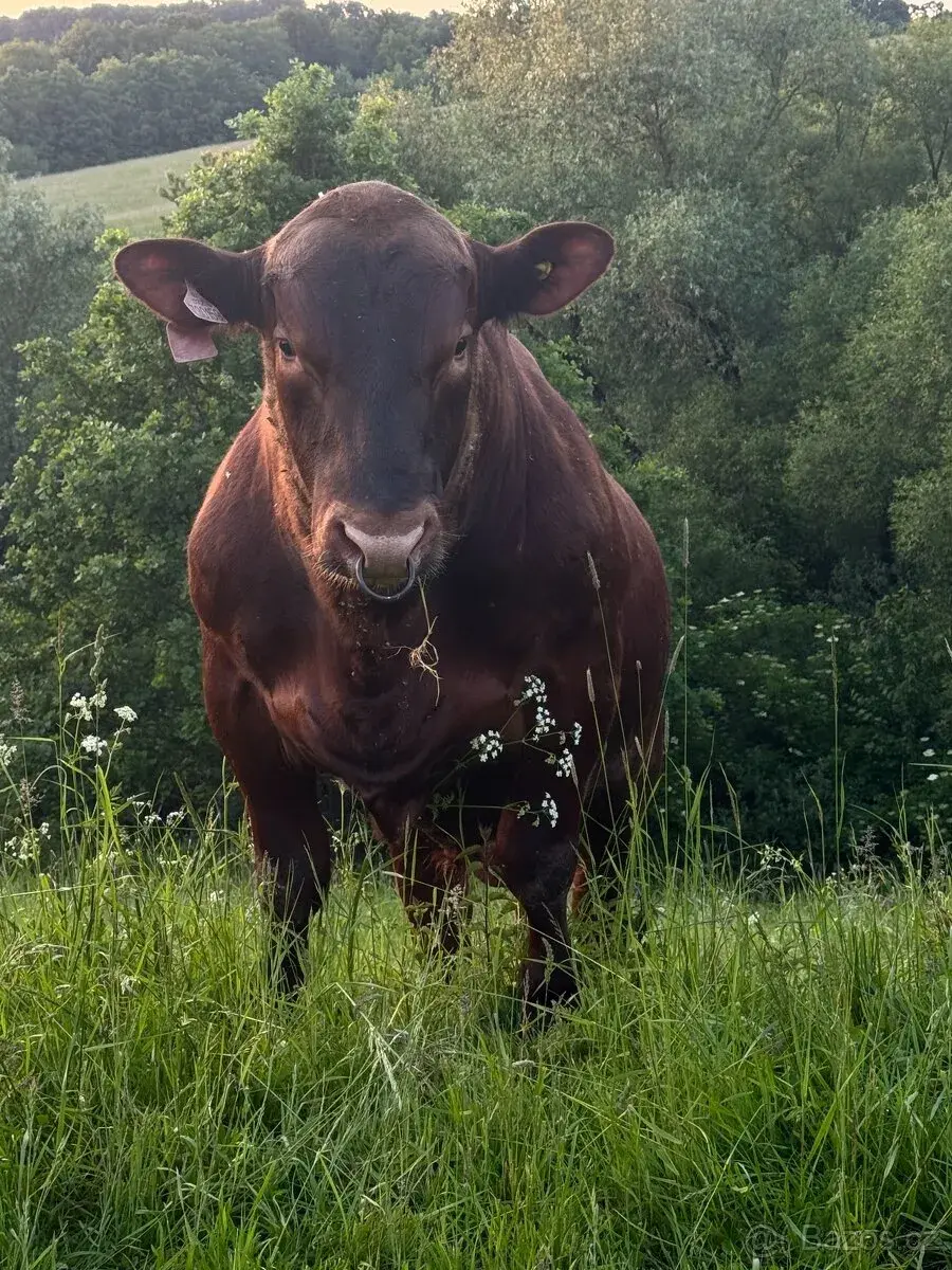 Aberdeen Angus Red z ekochovu (poslední 2 ks)