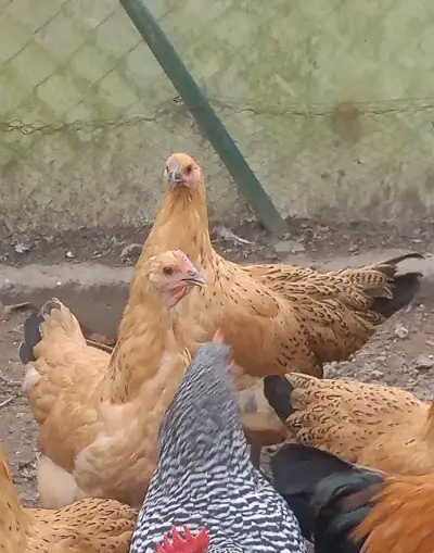 Šumavanky