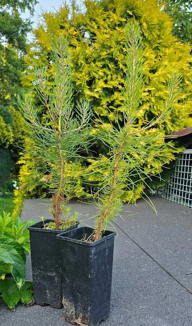 Borovice přímořská - Pinus pinaster - původ semen ČR