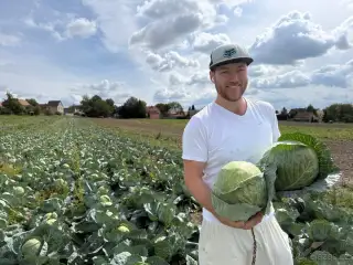 Krouhané zelí