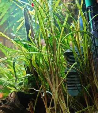 Cryptocoryne balansae