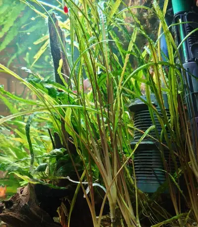 Cryptocoryne balansae