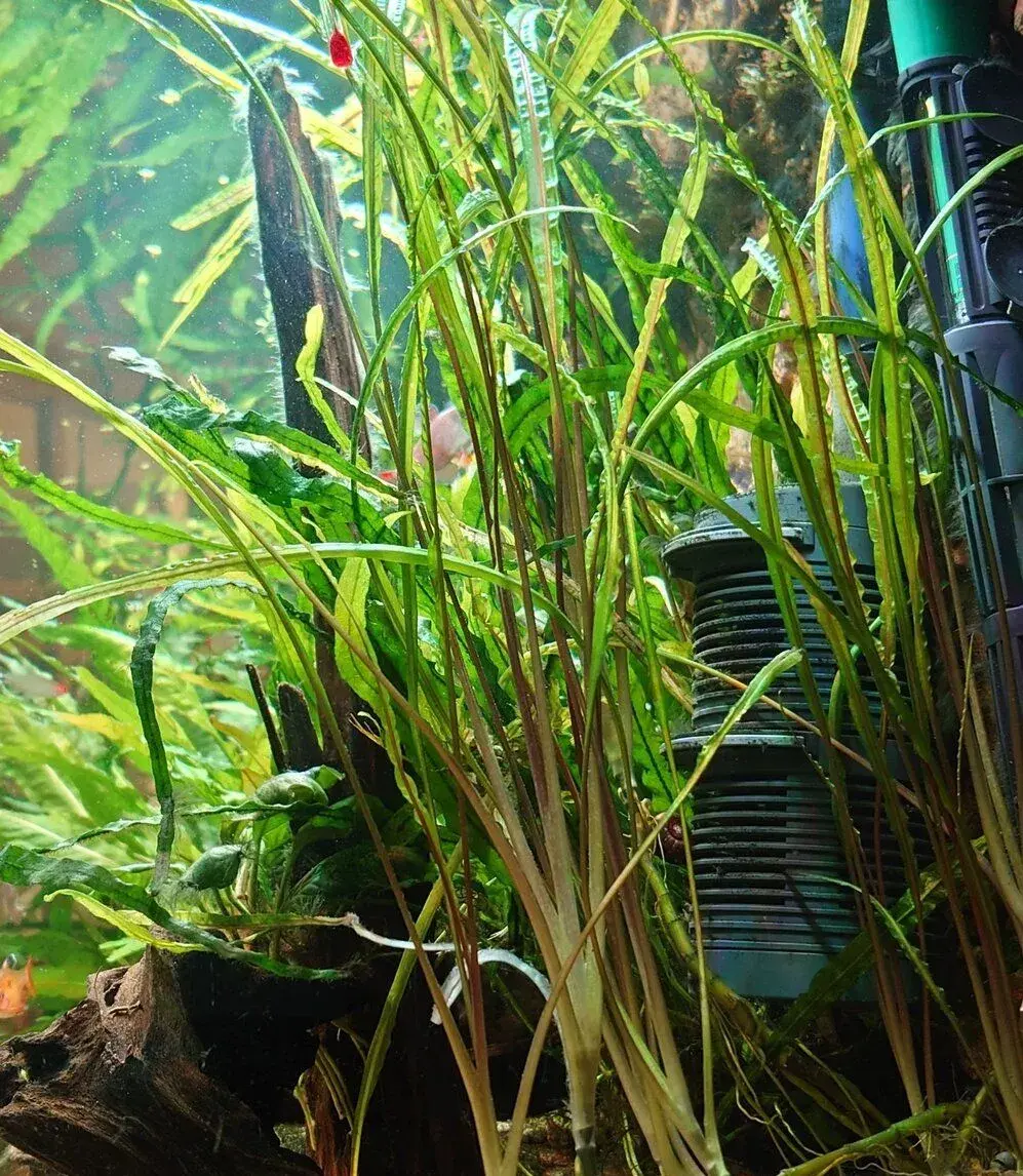 Cryptocoryne balansae