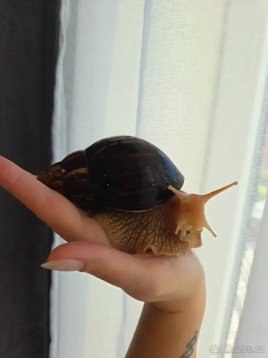 Šnek Africký🐌-Oblovka