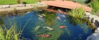 Koi kapry