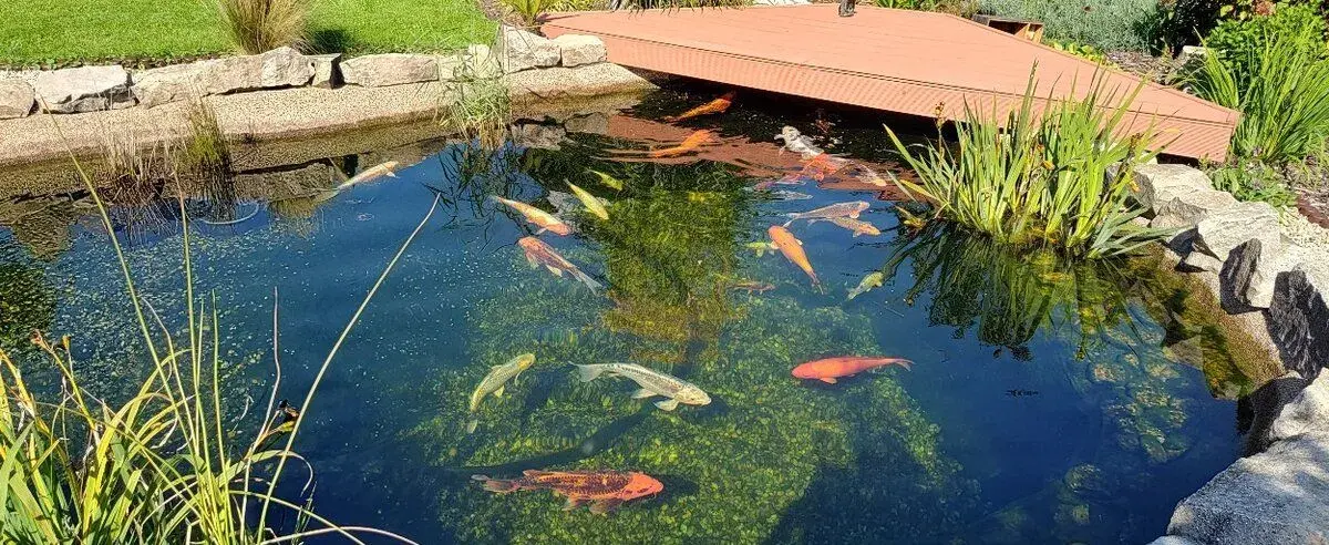Koi kapry