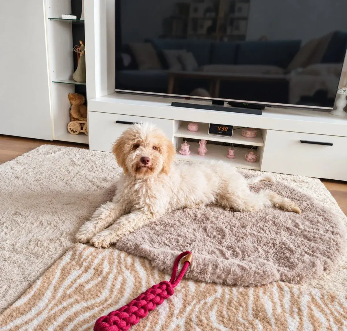Lagotto romagnolo s PP fenka