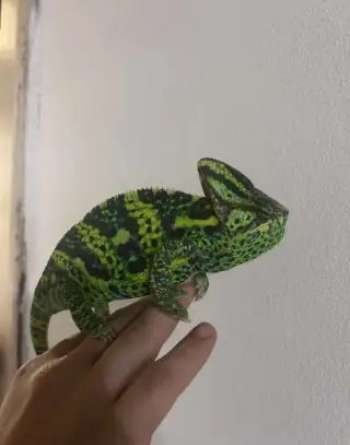 Chameleon samice