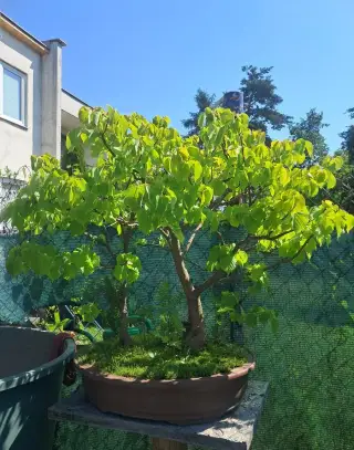 Bonsaj, bonsai Lípa