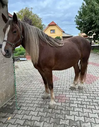 Čmb klisna