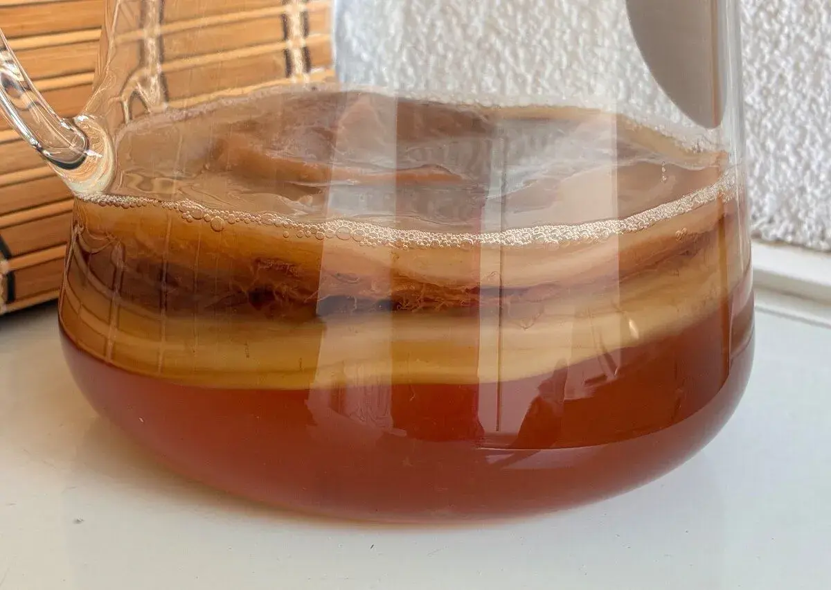 Kombucha scoby 1 kus 🥞✨✨✨