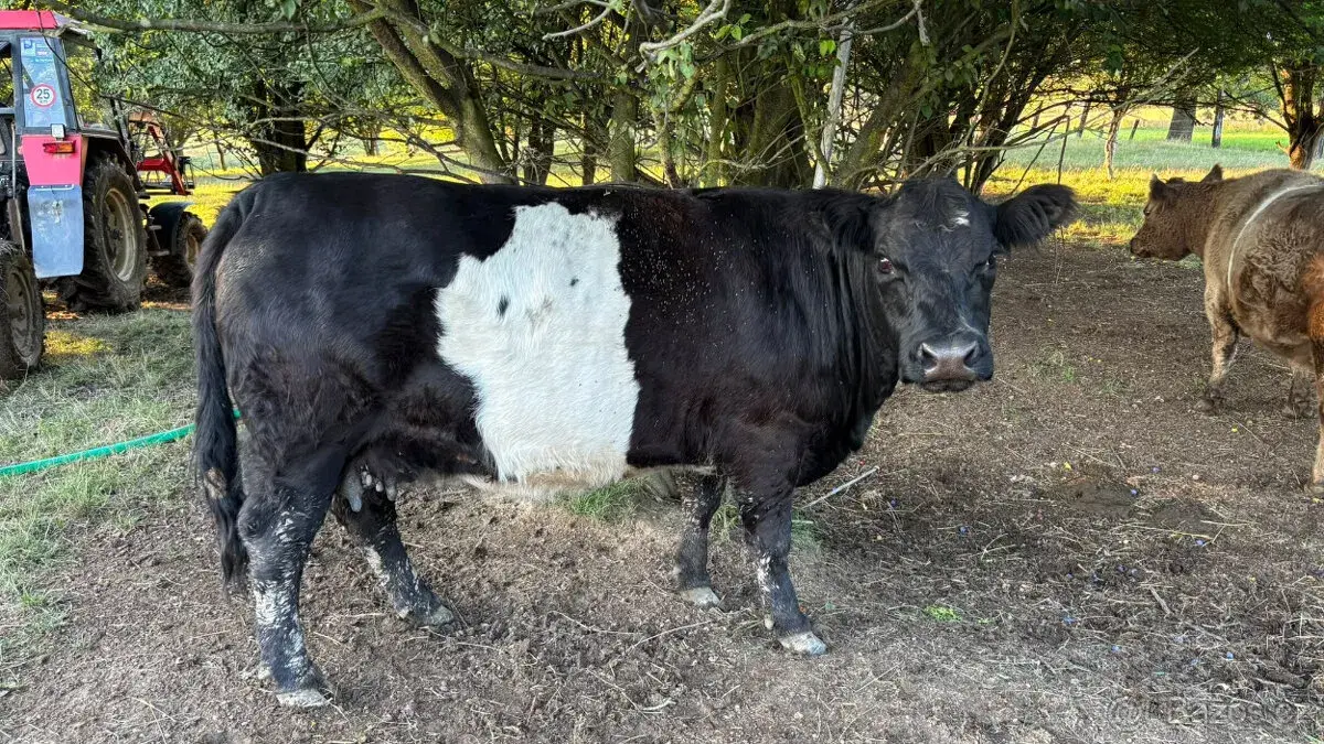 2 krávy Galloway