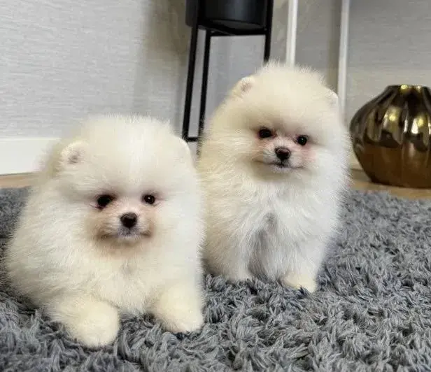 Pomeranian mini