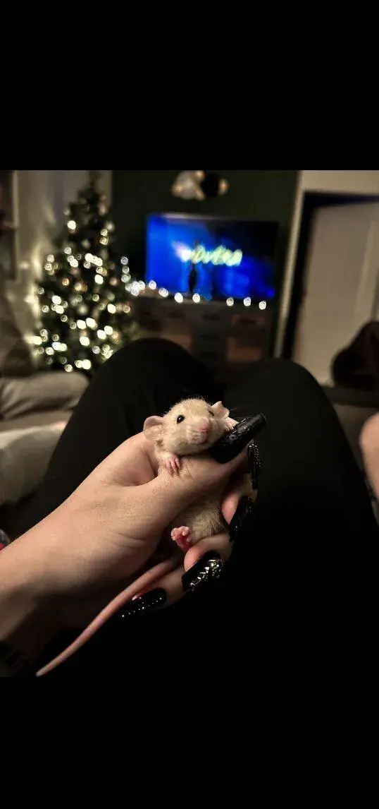 Potkan Dumbo