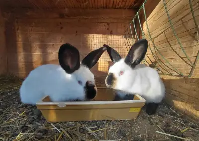 Kalifornský králík- čistokrevní samci, očkováno