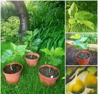 Fíkovník, Smokvoň, Ficus Carica, White Marseilles