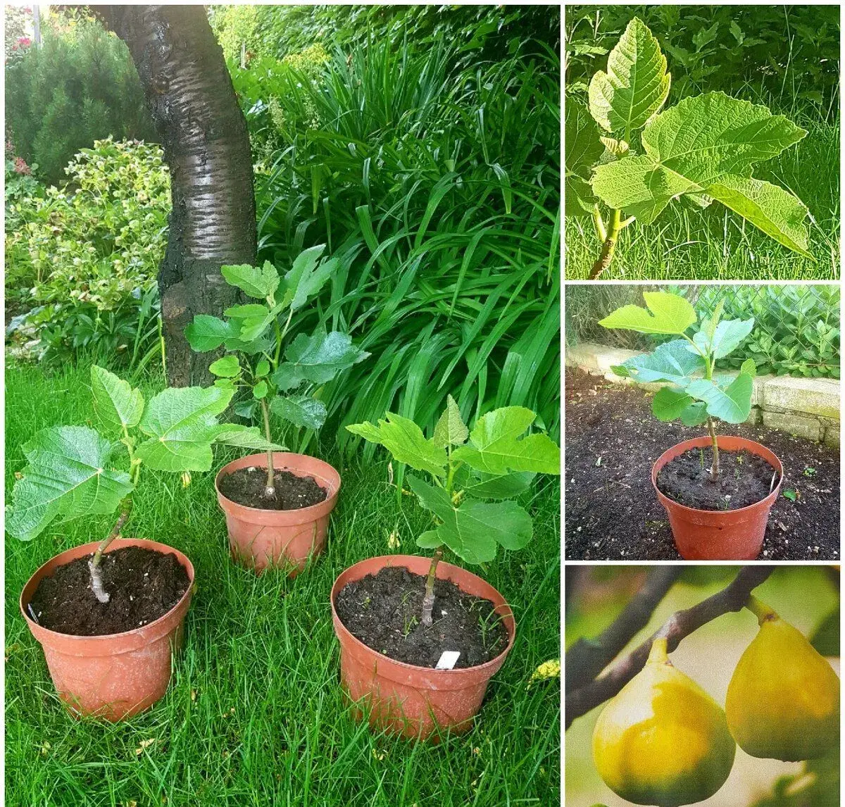 Fíkovník, Smokvoň, Ficus Carica, White Marseilles