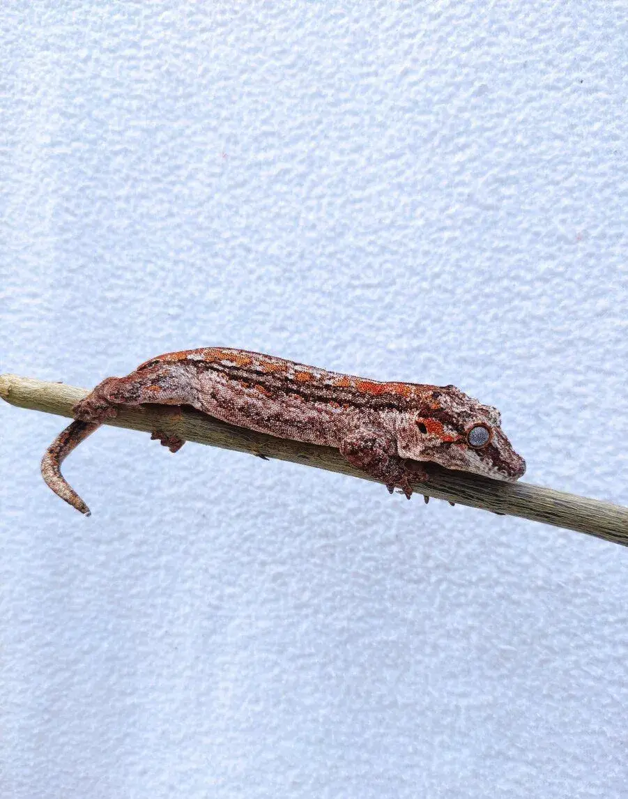 pagekon hrbolkohlavý, auriculatus, terárium