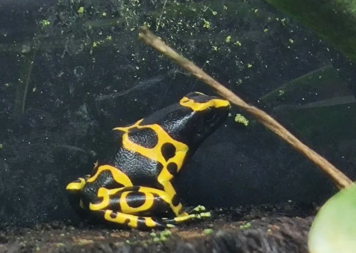 Dendrobates leucomelas