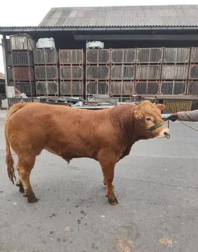 Plemenný býk Limousine