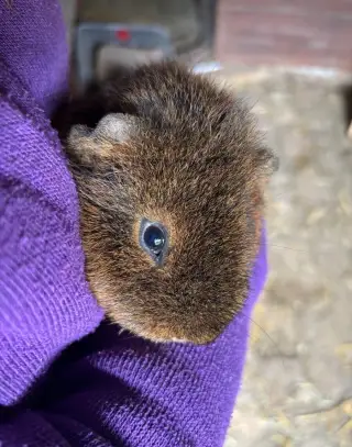 Us Teddy