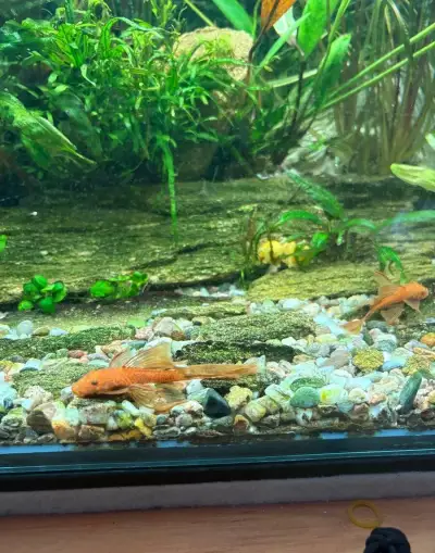 Ancistrus super red long fin