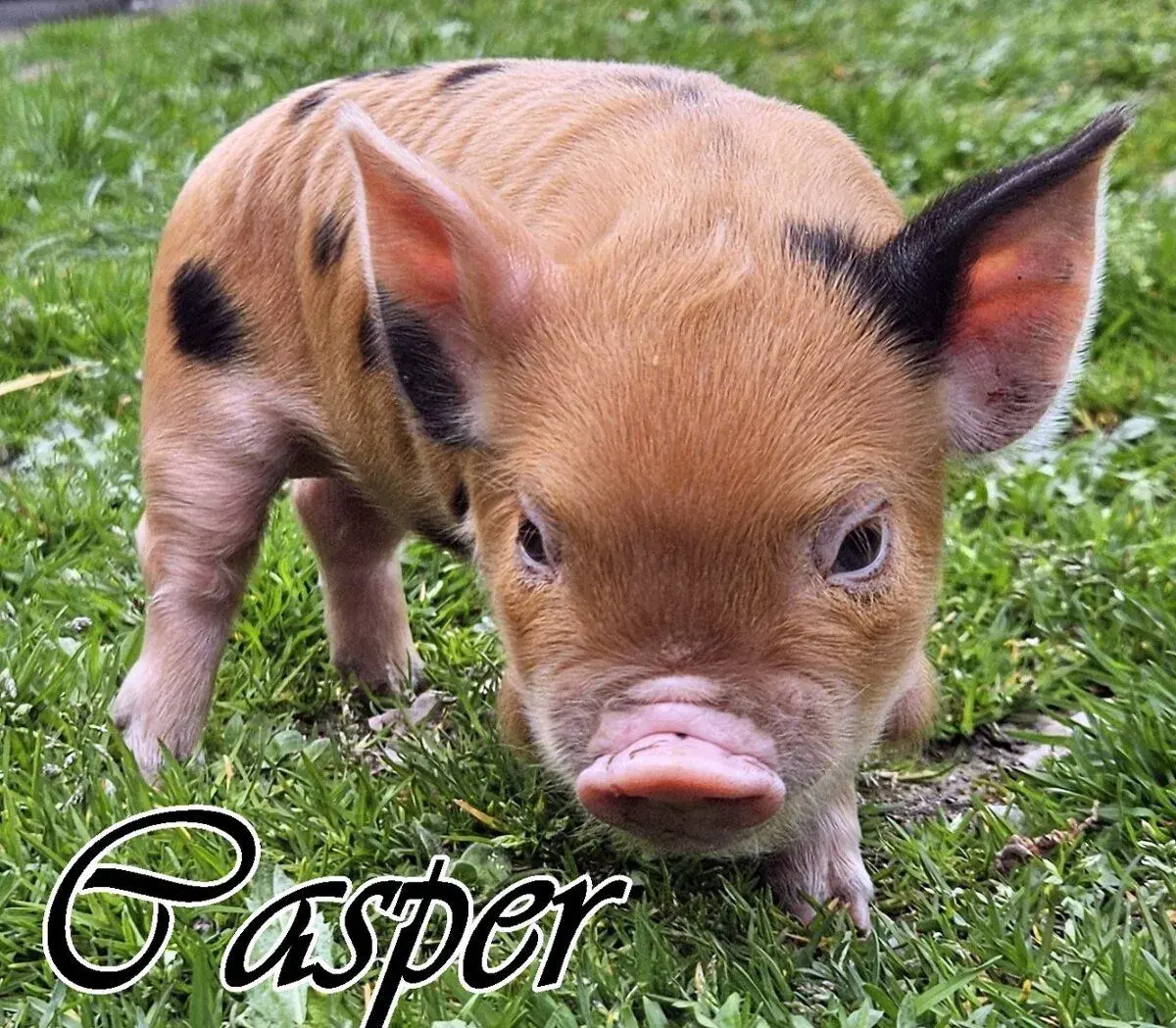 čistokrevné selata kune kune