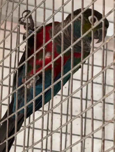 Pyrura perlata perlata