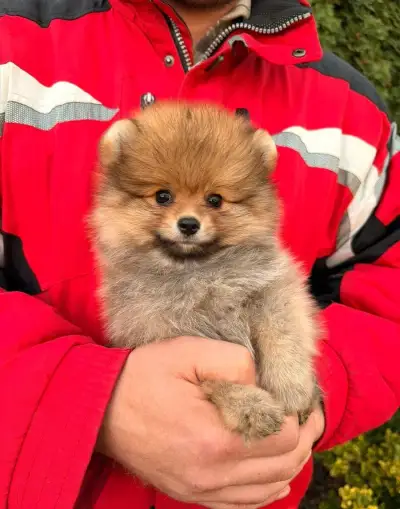Pomeranian s P FCI