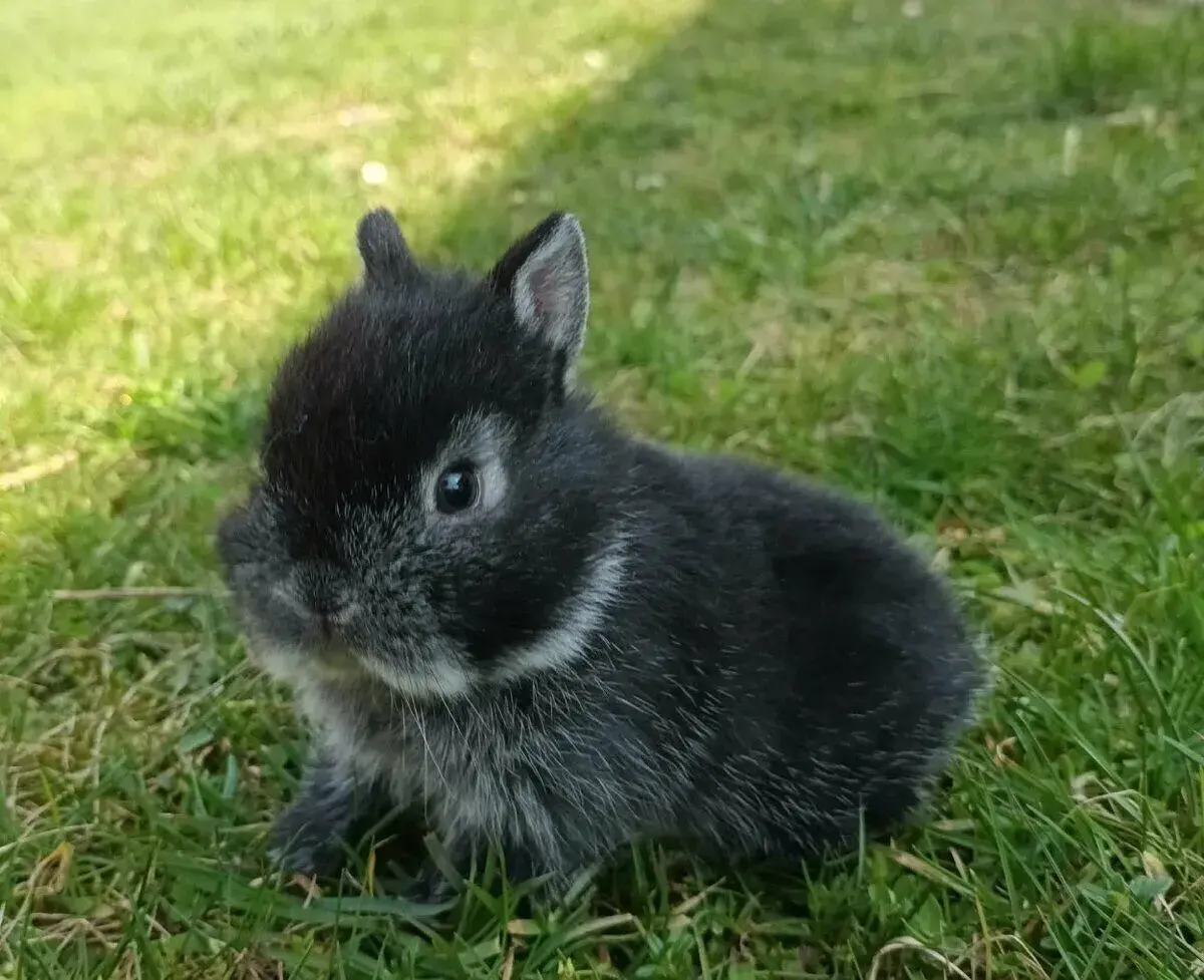 zakrslí králíčci - plemeno bílopesíkatý černý