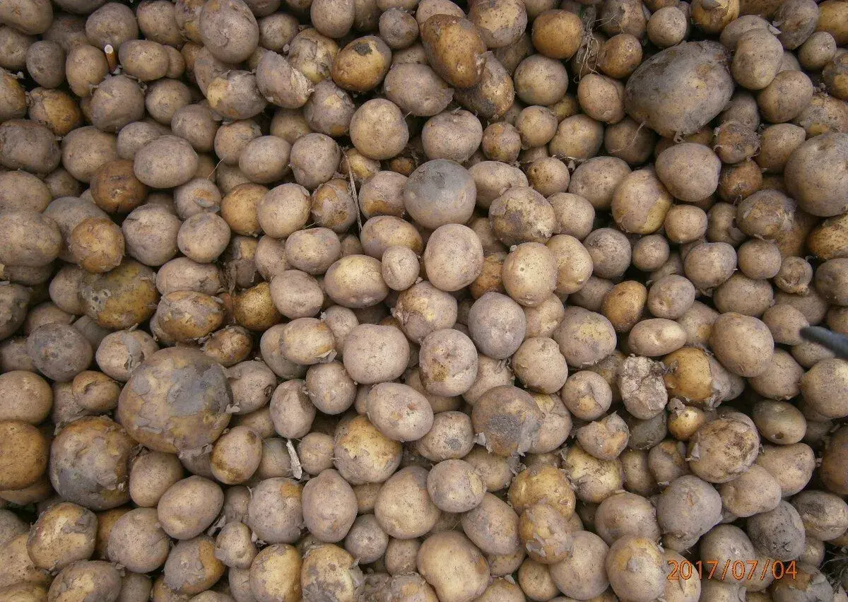 krmné brambory