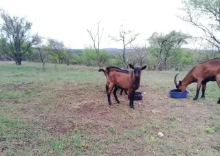 Nekastrovaného kozlíka