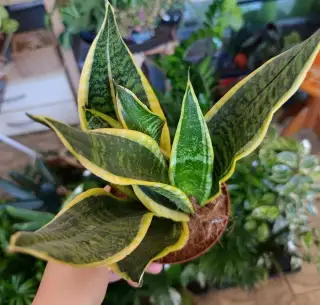 Sansevieria Laurentii