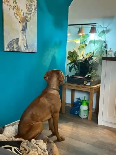 L Celoskleněné terárium nove pro chameleona a jiné stromové