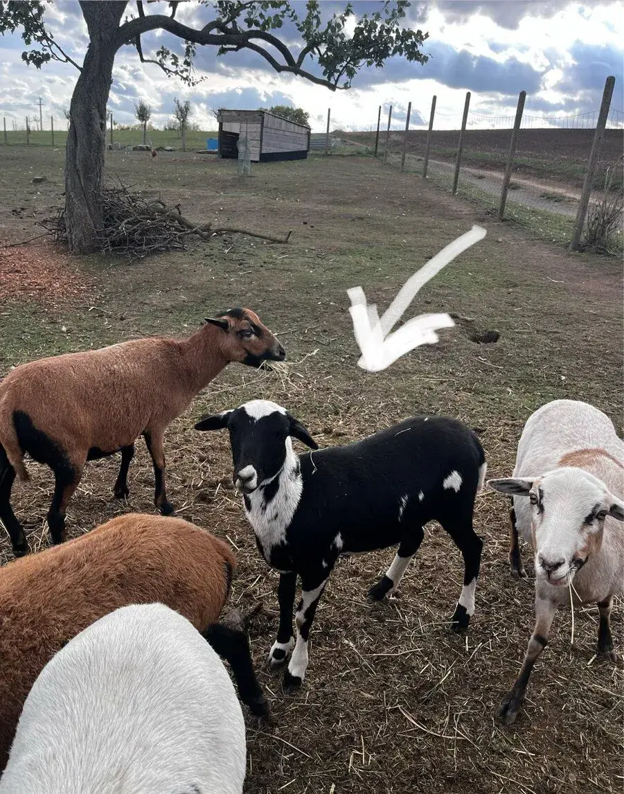 Ovečku