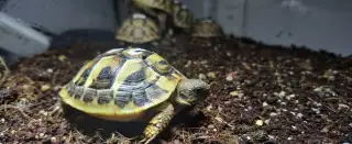 Želva žlutohnědá,zelenavá a pardálí