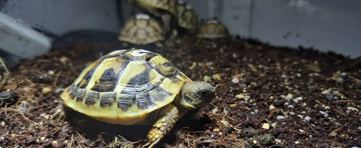 Želva žlutohnědá,zelenavá a pardálí