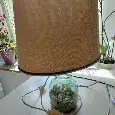 Stolní lampa – skleněná baňka s mušlemi