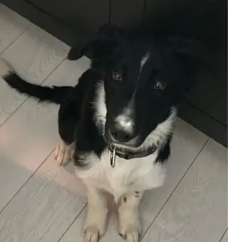 Border Kolie
