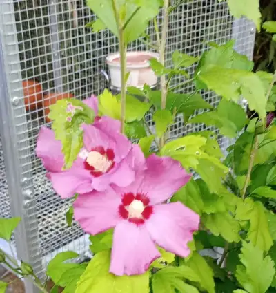 Ibišek syrský (Hibiscus syriacus)