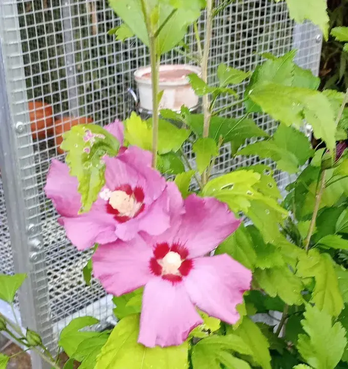 Ibišek syrský (Hibiscus syriacus)