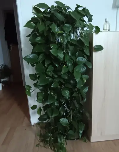 Velký pothos (šplhavnice), velké fíkusy a menší kytky