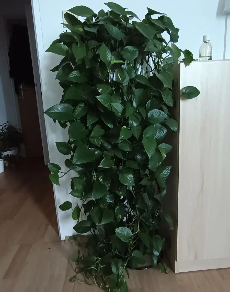 Velký pothos (šplhavnice), velké fíkusy a menší kytky
