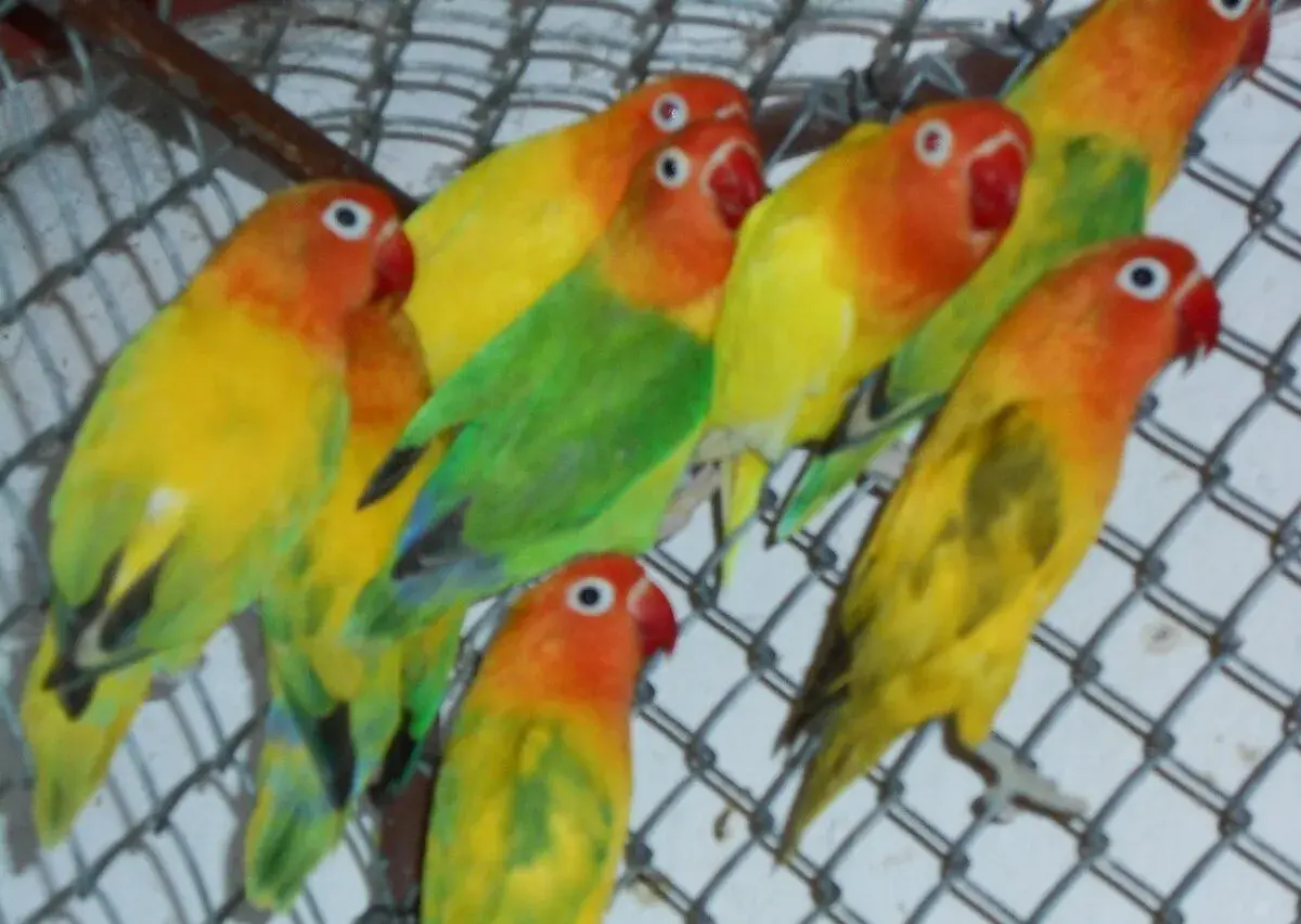 AGAPORNIS FISCHERI