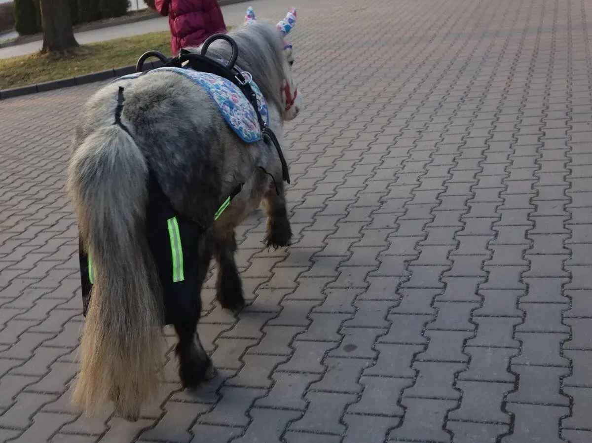 Pony klisna pro děti