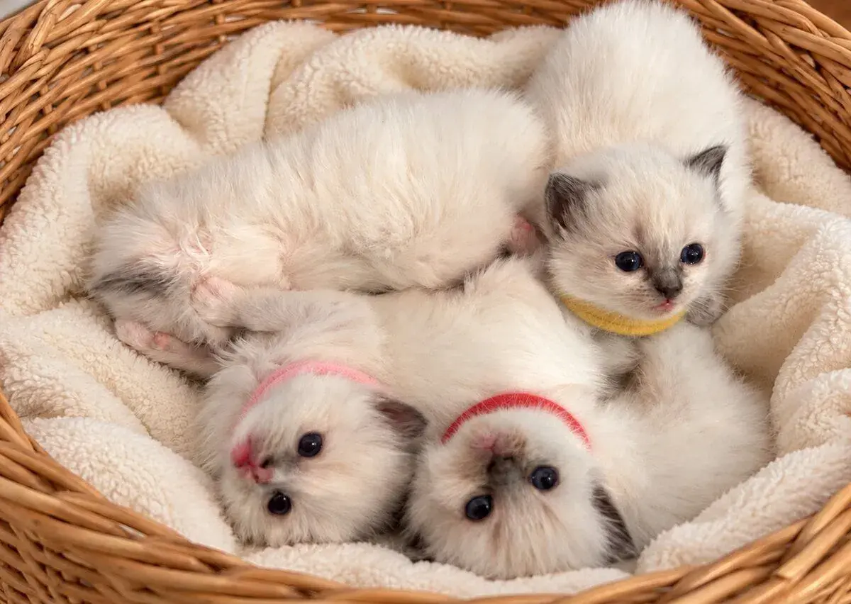 Tři krásné kočičky ragdoll hledají milující domov