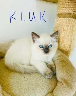 Ragdoll koťátka
