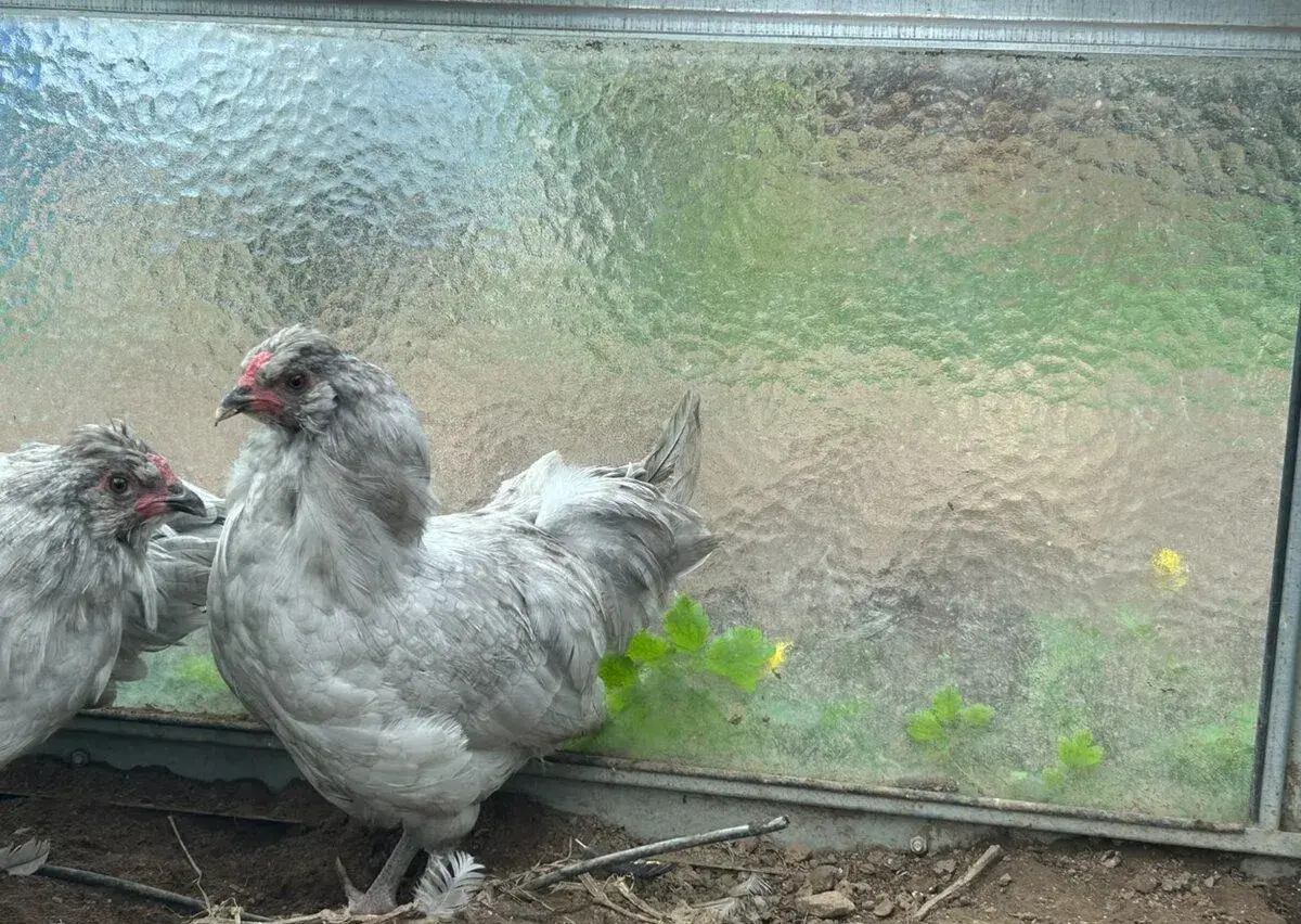 Kohouti Araukana Lavender